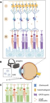 Gene-agnostic approaches to treating inherited retinal degenerations